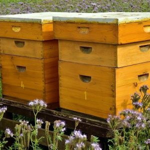 L’apiculture : concept, avantages et enjeux environnementaux
