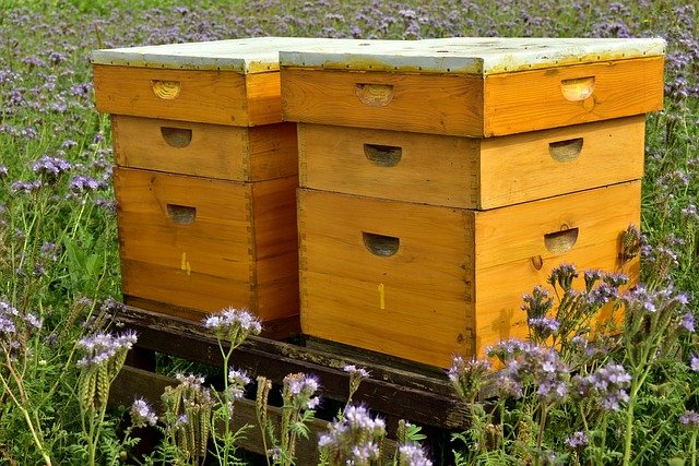 Comprendre l'apiculture