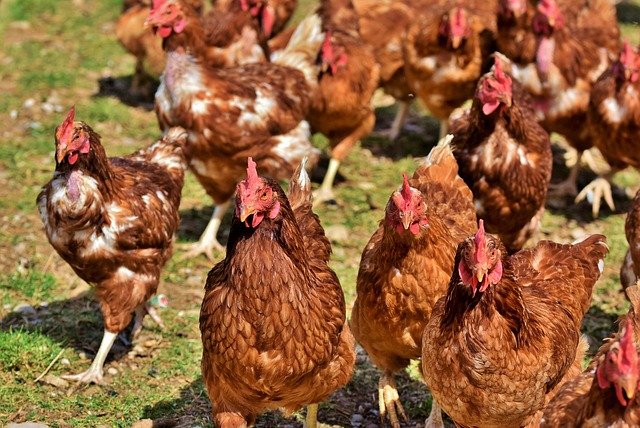 Se lancer dans l’élevage de poules : comment réussir le projet ?