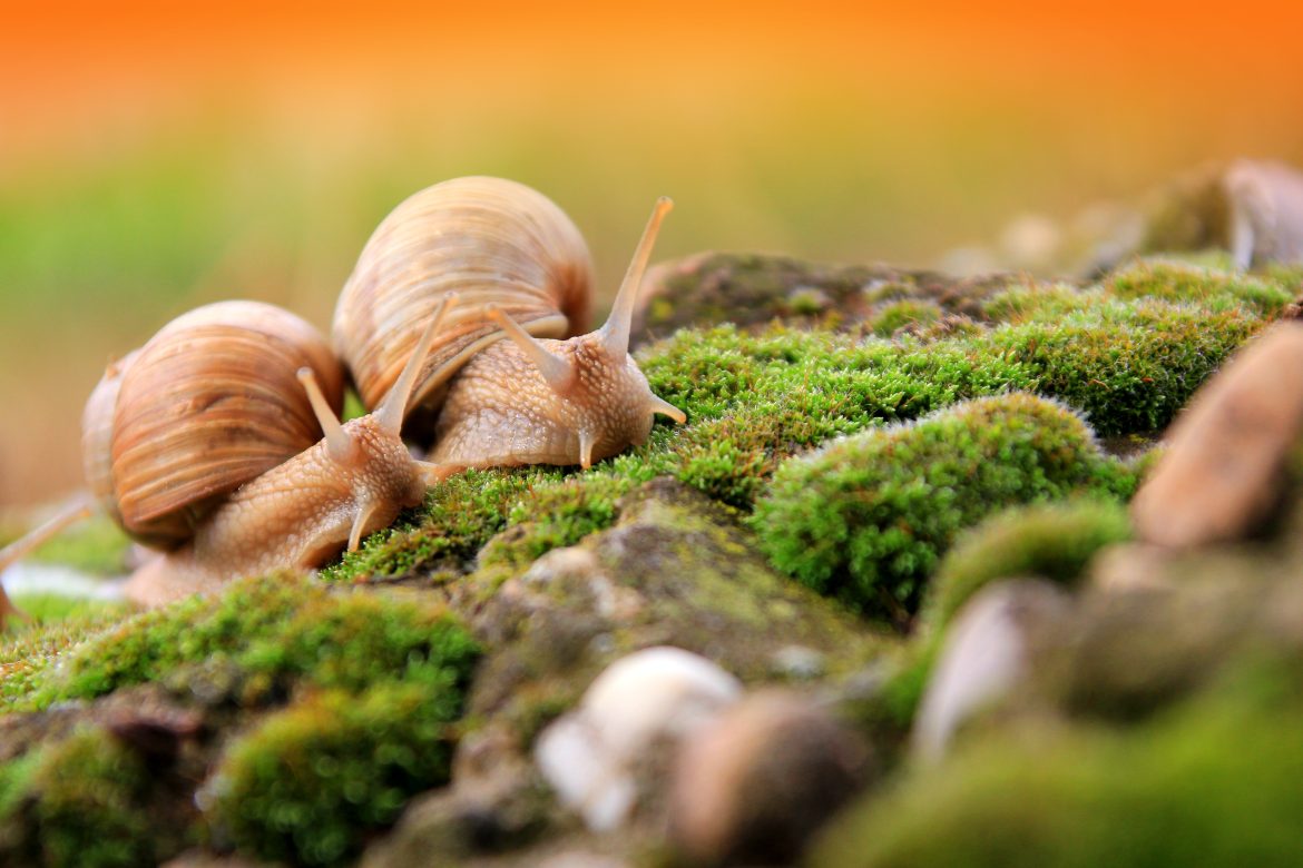Guide pour réussir l’élevage d’escargots