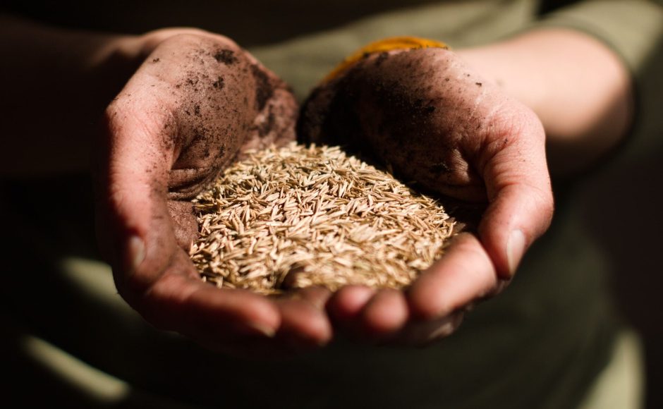 Comment protéger les semences des maladies et des ravageurs ?