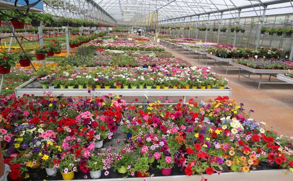 horticulture aromatique