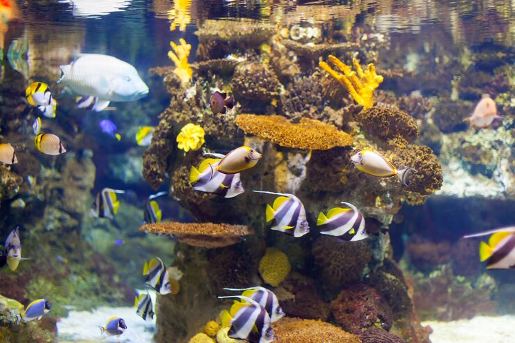 Aquarium : quelle espèce de poisson choisir ?