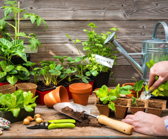 Quels sont les avantages des jardins thérapeutiques pour les patients ?
