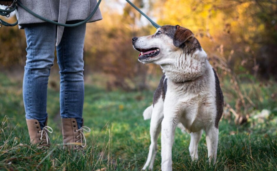 10-Promenades et exercices pour les chiens de grande taille