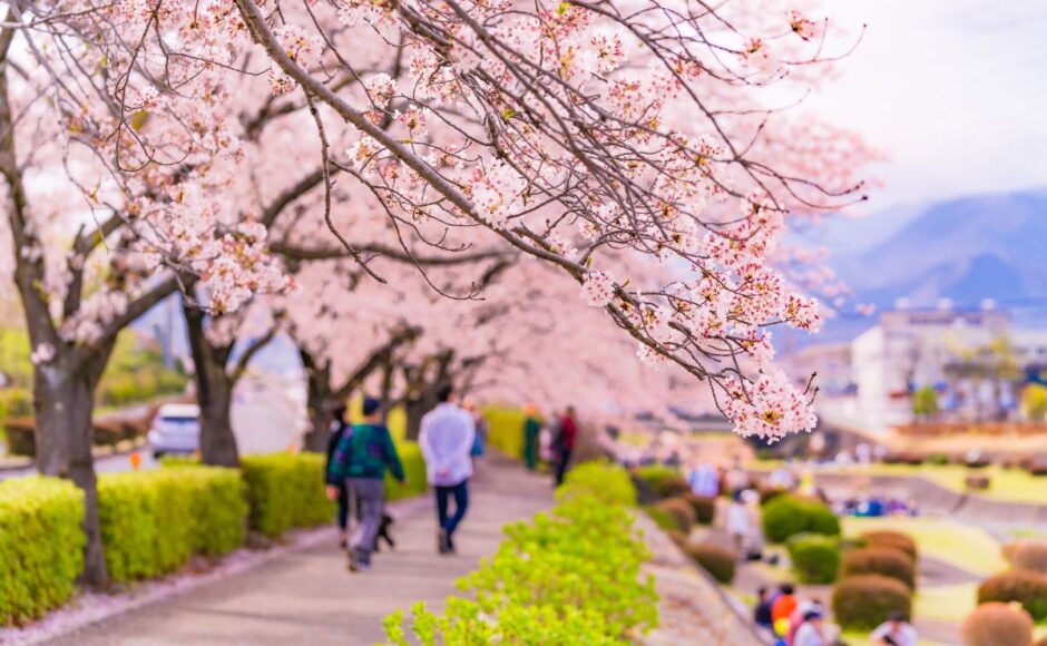 11-Le festival des cerisiers en fleurs au Japon