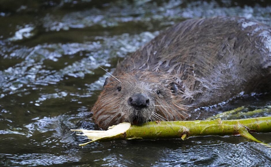découvrez notre guide complet sur la capture des castors. apprenez les meilleures techniques, les équipements nécessaires et les réglementations à suivre pour une capture respectueuse et efficace.