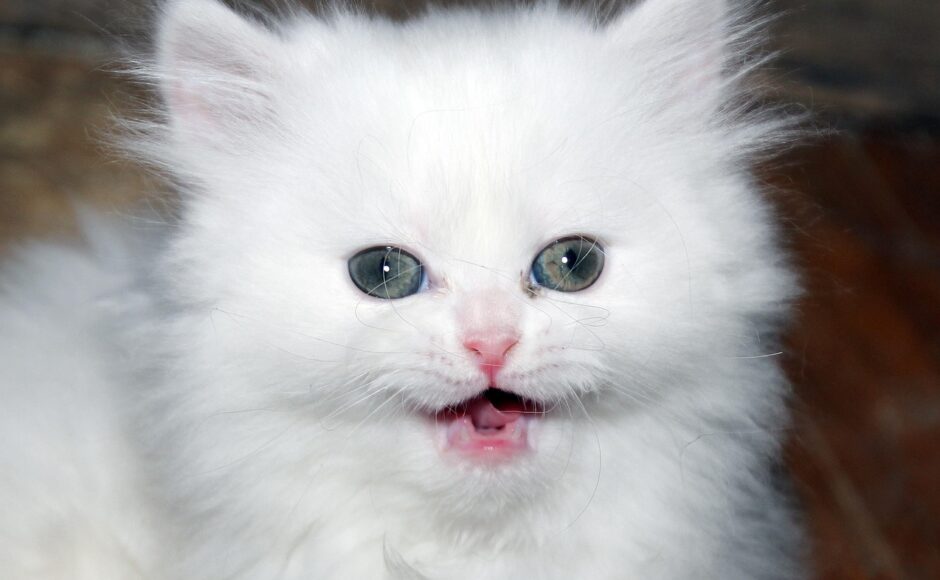 découvrez l'univers des éleveurs avec notre guide complet sur les différentes pratiques d'élevage. que vous soyez passionné par les animaux de compagnie ou les races spécifiques, explorez les conseils d'experts, les méthodes d'élevage responsables et les bienfaits d'adopter auprès de breeders spécialisés.