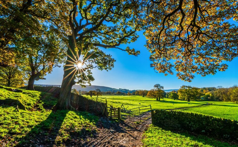 découvrez nos services professionnels d'installation de clôtures. que ce soit pour la sécurité, l'intimité ou l'esthétique de votre propriété, notre équipe expérimentée s'assure d'une pose de clôture rapide et efficace. contactez-nous pour un devis personnalisé!