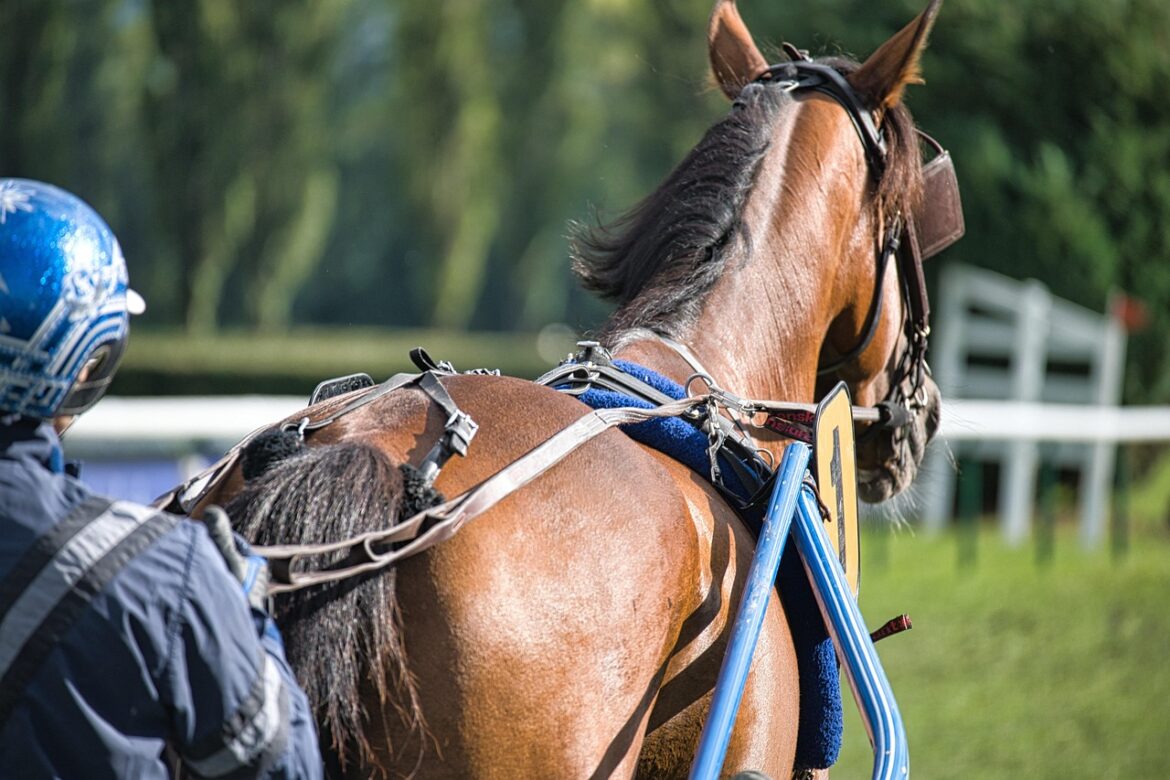 Comment trouver le cours d&rsquo;équitation parfait pour progresser à votre rythme ?