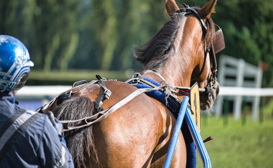 découvrez notre cours équestre complet pour tous les niveaux : perfectionnez votre technique, développez votre passion pour l'équitation et progressez en toute sécurité avec des professionnels expérimentés.