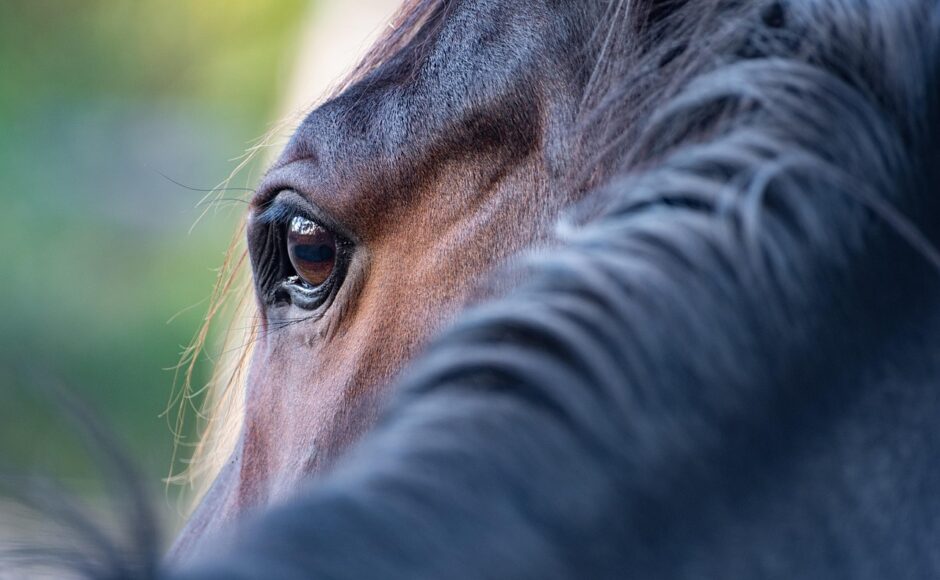 découvrez toutes les étapes essentielles pour la préparation d’un cheval : soins, équipement, conseils pratiques et sécurité afin d’assurer le bien-être de votre compagnon avant toute activité équestre.