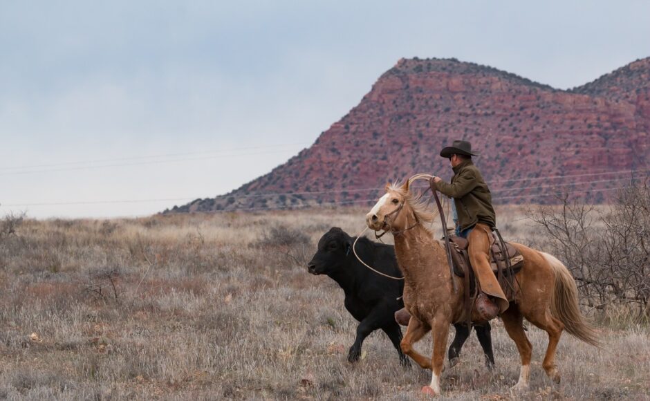 découvrez l'équitation : conseils, équipements, bienfaits et astuces pour débutants et passionnés. profitez des plaisirs du cheval et des sorties à cheval en toute sécurité !