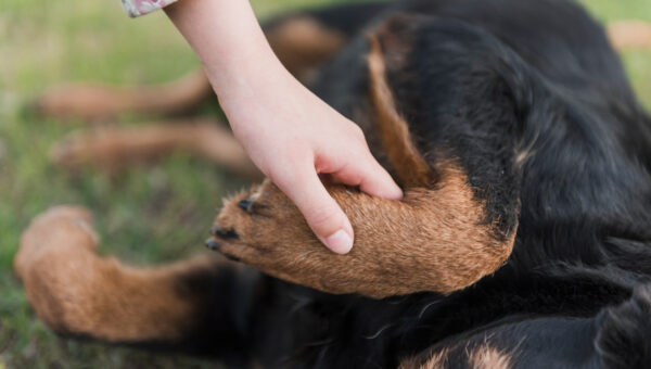 Massages canins : apprendre les gestes qui détendent