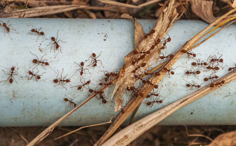 Fourmis charpentières
