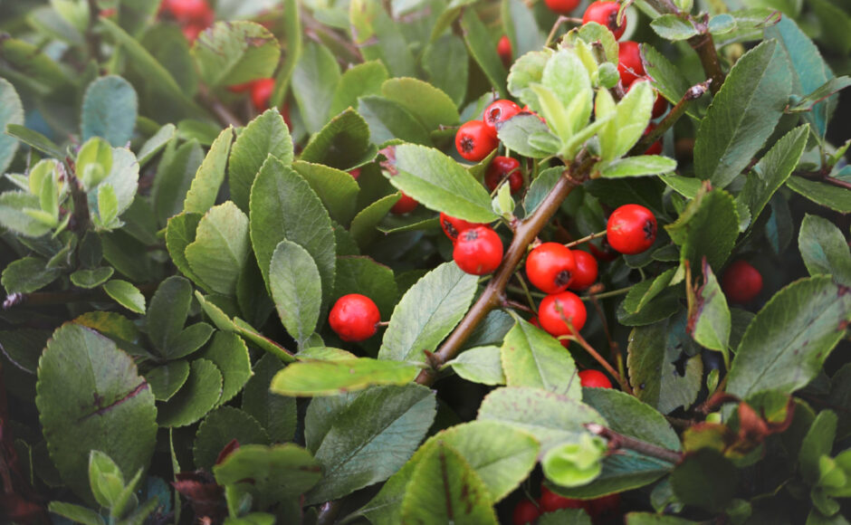 arbuste à baie