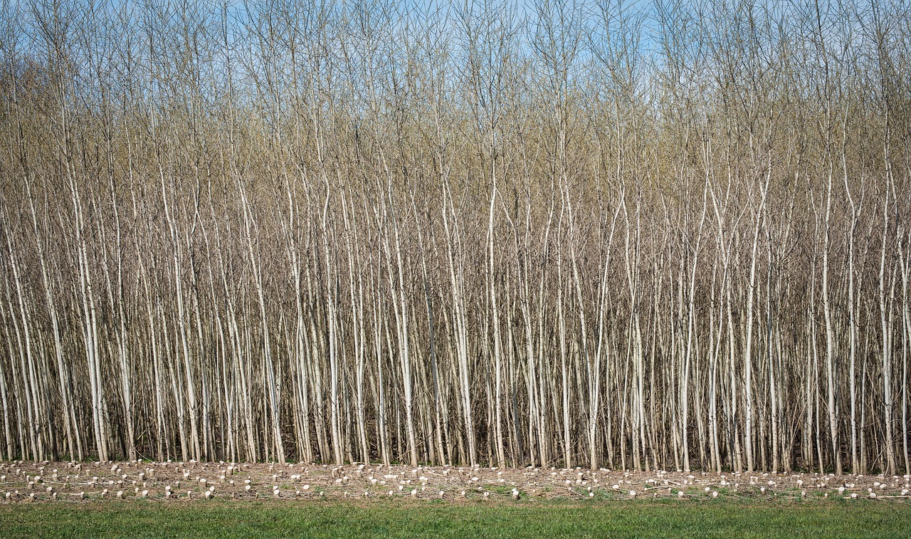 découvrez tout sur la biomasse : source d'énergie renouvelable, ses avantages, son fonctionnement et son rôle clé dans la transition énergétique.