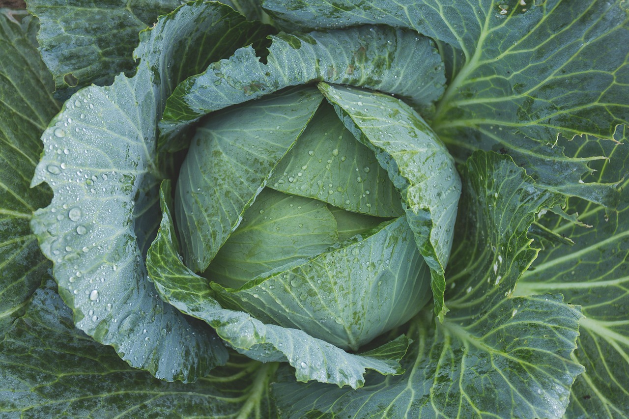 assurez la fraîcheur optimale du transport de vos légumes grâce à des solutions de logistique adaptées et efficaces.