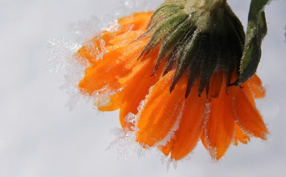 découvrez comment créer un jardin d'hiver élégant et convivial, parfait pour profiter de la nature même pendant les mois froids.