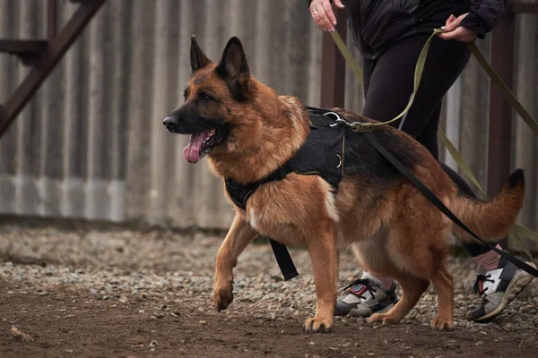 découvrez la vie des chiens de sécurité à la retraite, leur parcours, leurs besoins et les façons de leur offrir un foyer aimant.