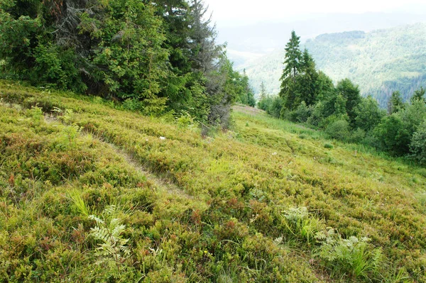 découvrez les meilleures méthodes pour débroussailler un terrain en pente en toute sécurité et maîtriser la végétation, même sur les zones difficiles d’accès.