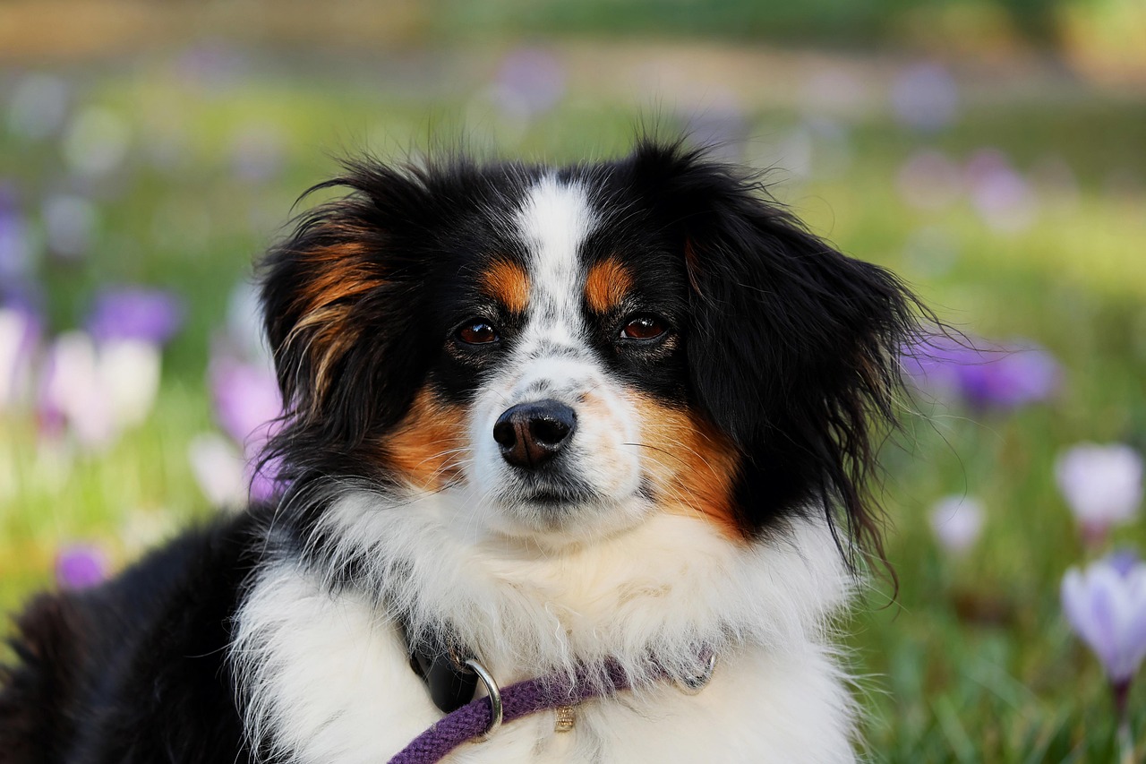 découvrez la vie des chiens de sécurité à la retraite, leur adoption et les soins nécessaires pour leur offrir un foyer paisible.